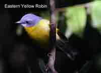 Yellow Robin